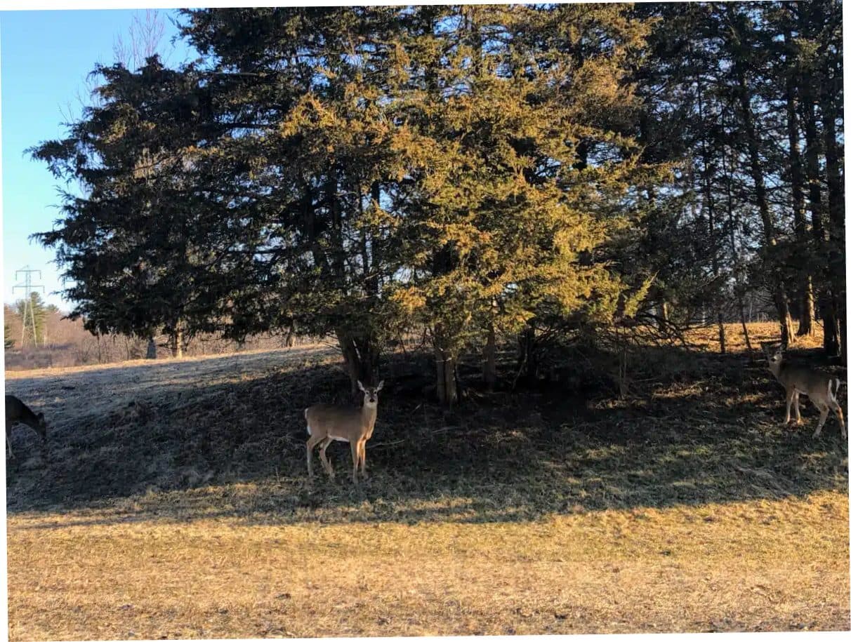 Cornerstone of Rhinebeck gallery thumbnail 10